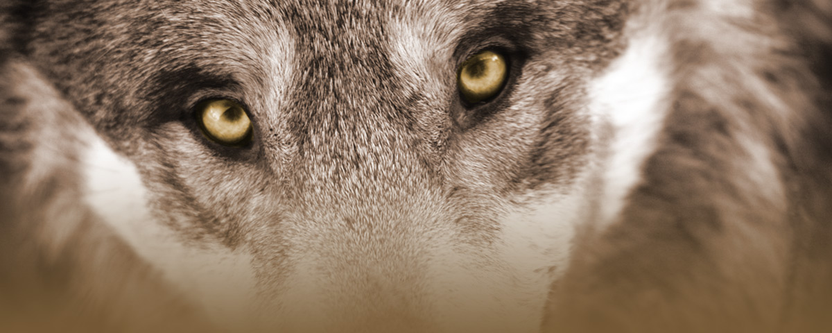Grey wolf staring at camera